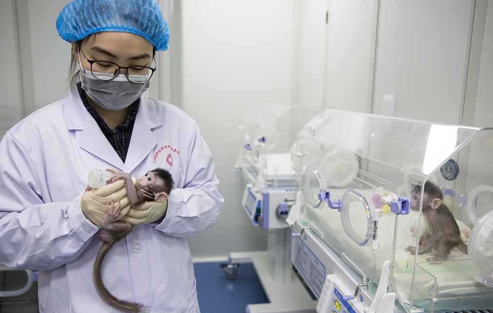 China clona dos monos para mejorar la investigación en medicamentos