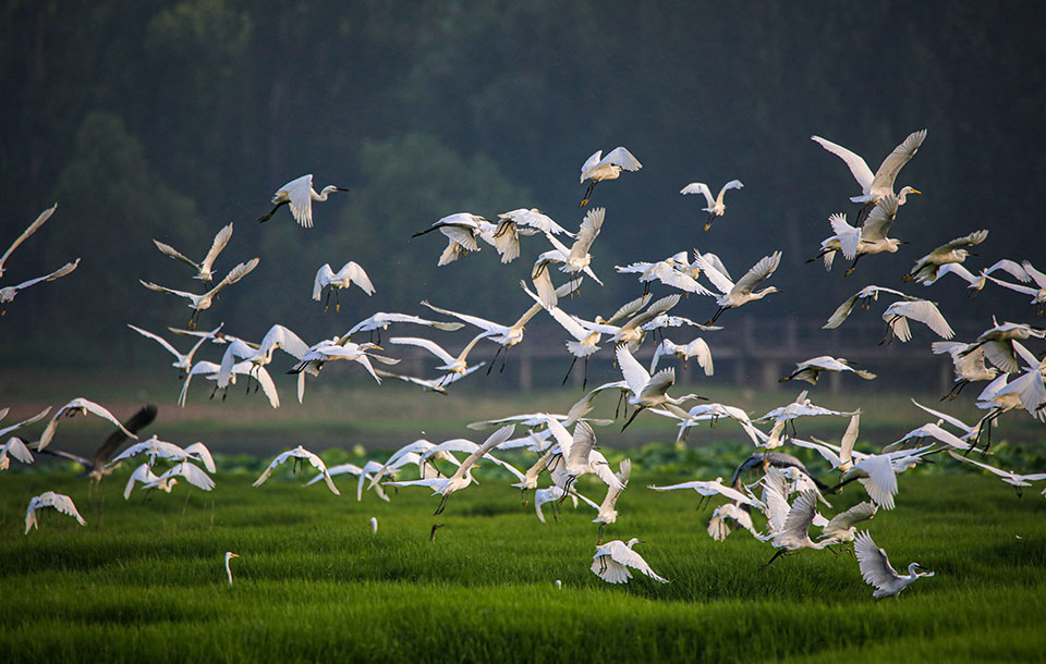 Las aves regresan a los humedales del río Amarillo