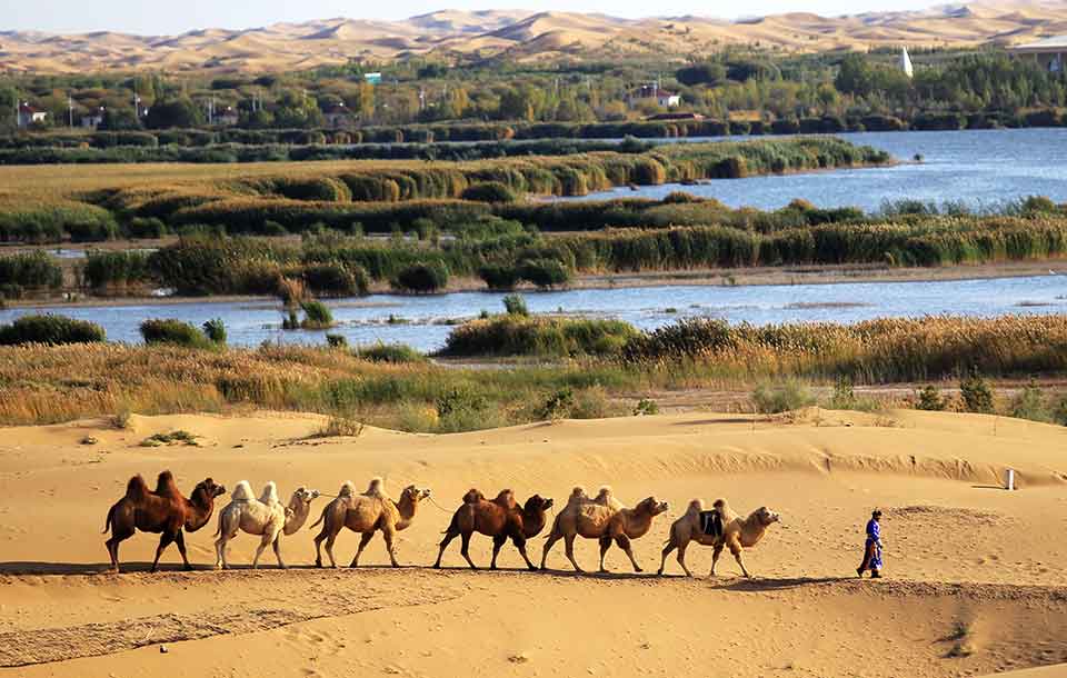 Brotes verdes en Mongolia Interior