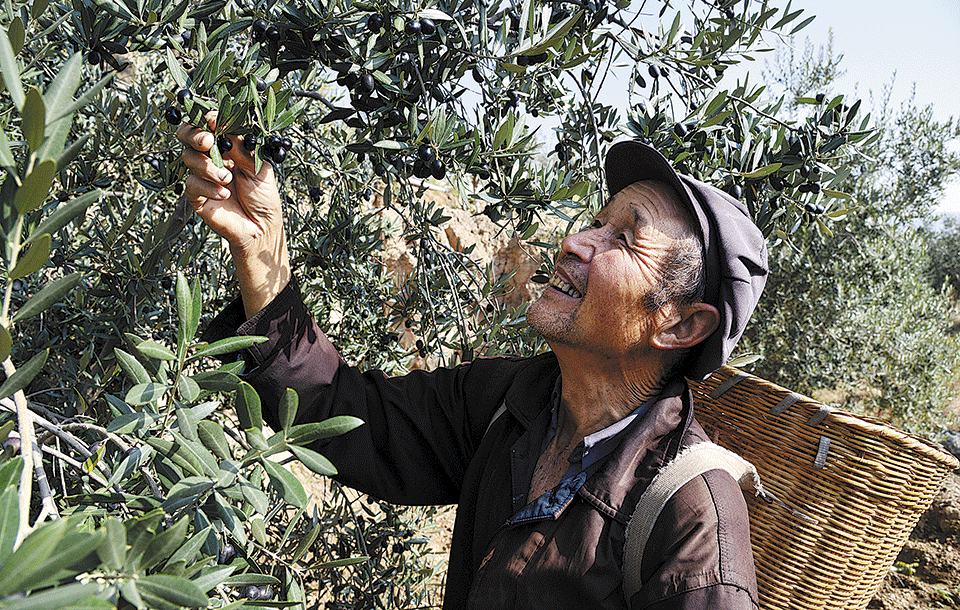 El aceite de oliva chino irrumpe en el mercado