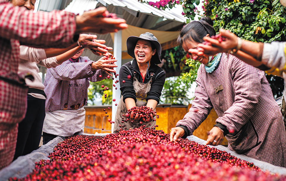 El café de Yunnan se abre paso y gana adeptos
