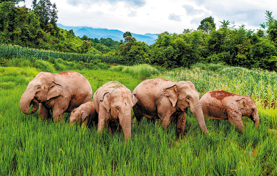 Aprender a convivir con elefantes asiáticos