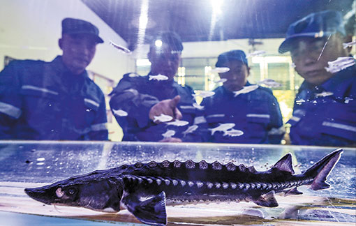 El esturión ‘extinto’ del Yangtsé vuelve a su estado salvaje
