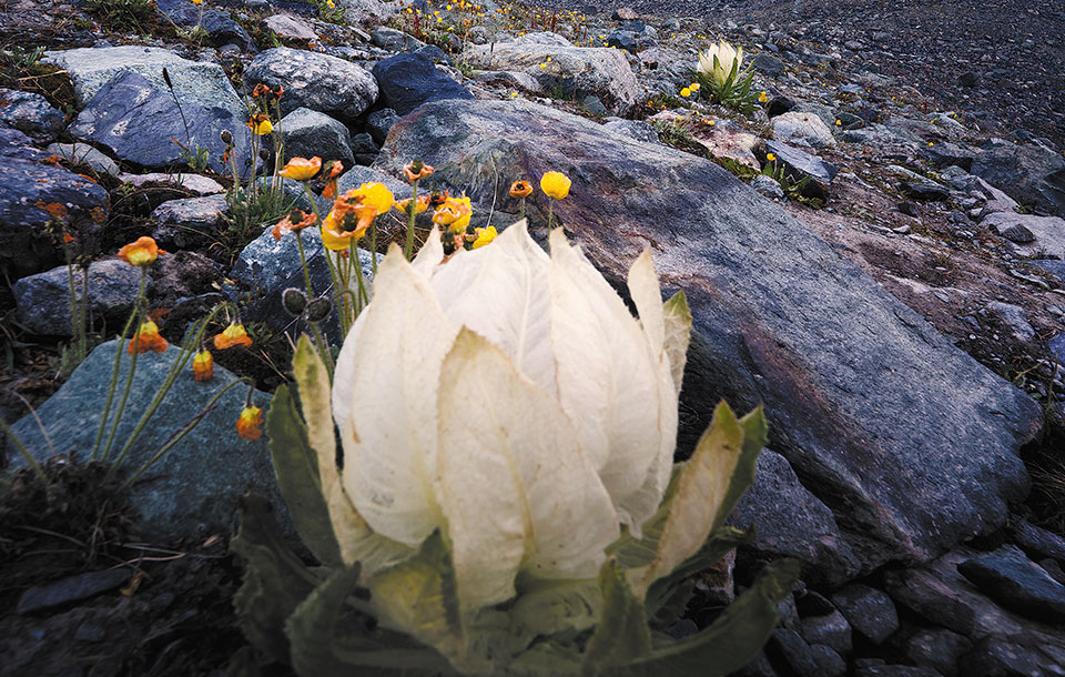 Pasión por la flora salvaje  de Tianshan