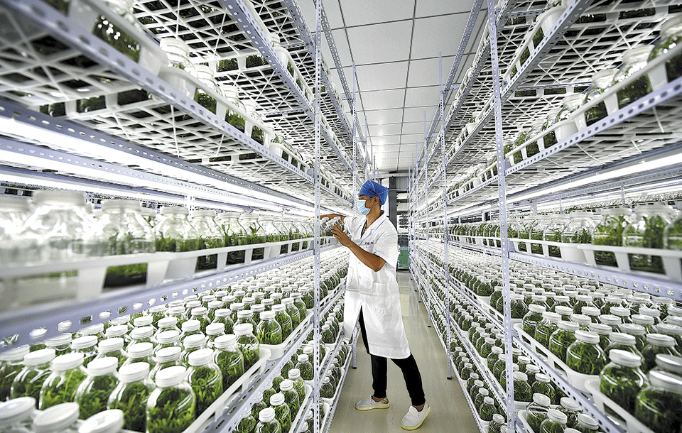 Café y orquídeas desde Hainan