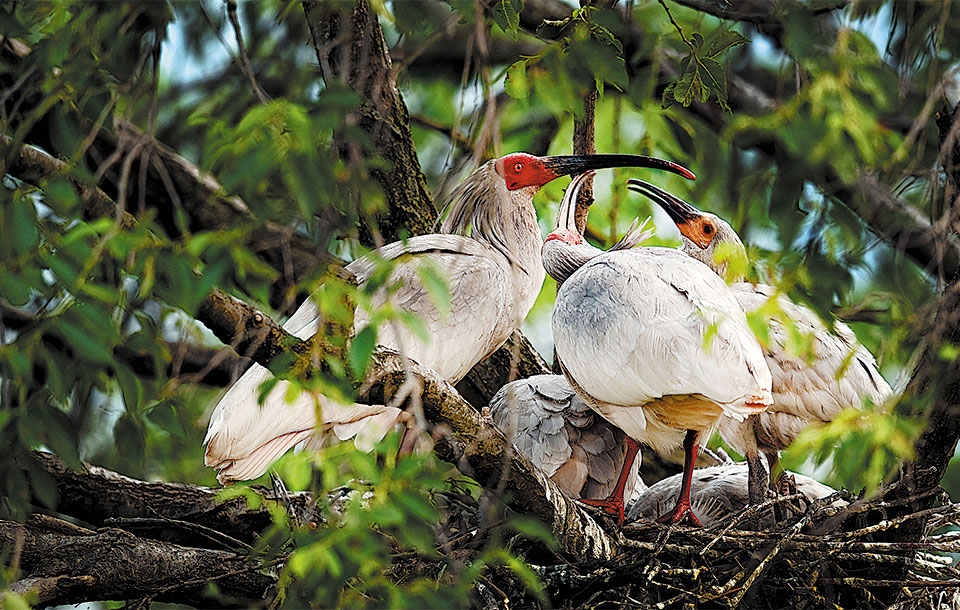 El ibis crestado vuelve a volar en libertad