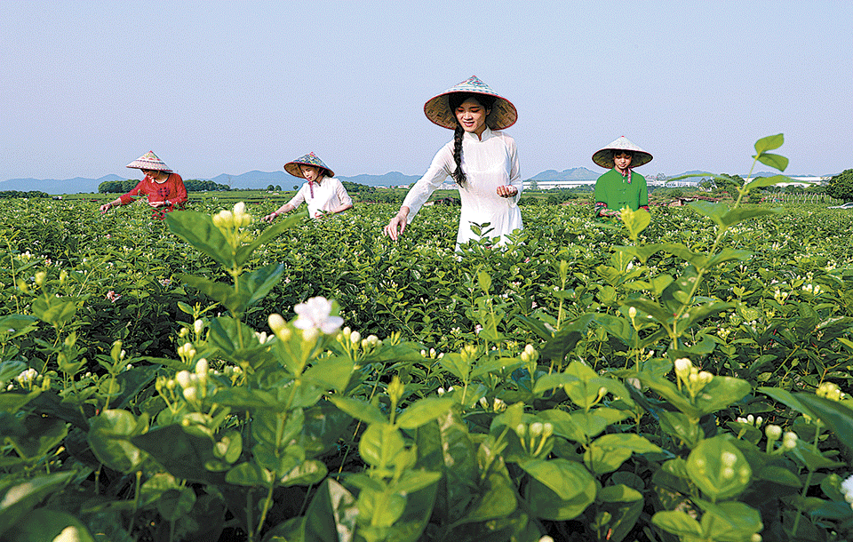 Hengxian: la capital mundial del jazmín exporta su mejor té