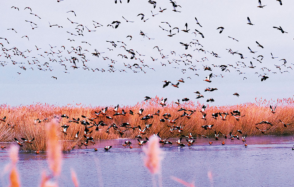 Aves y peces regresan al lago Ulansuhai Nur tras una limpieza integral