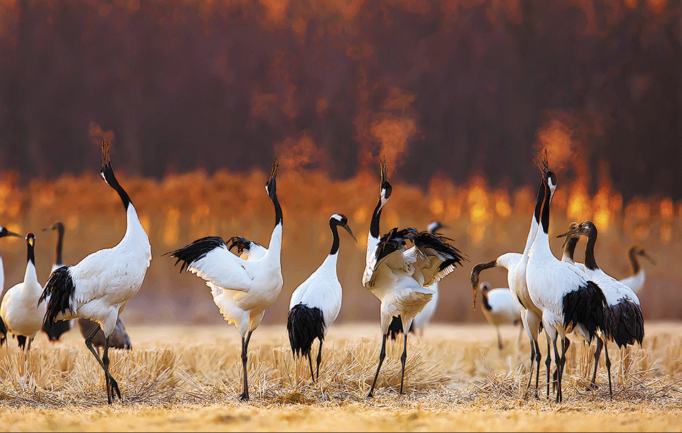 Por qué millones de aves detienen su vuelo en Yancheng