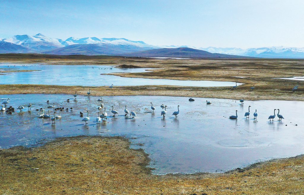 El auténtico lago de los cisnes