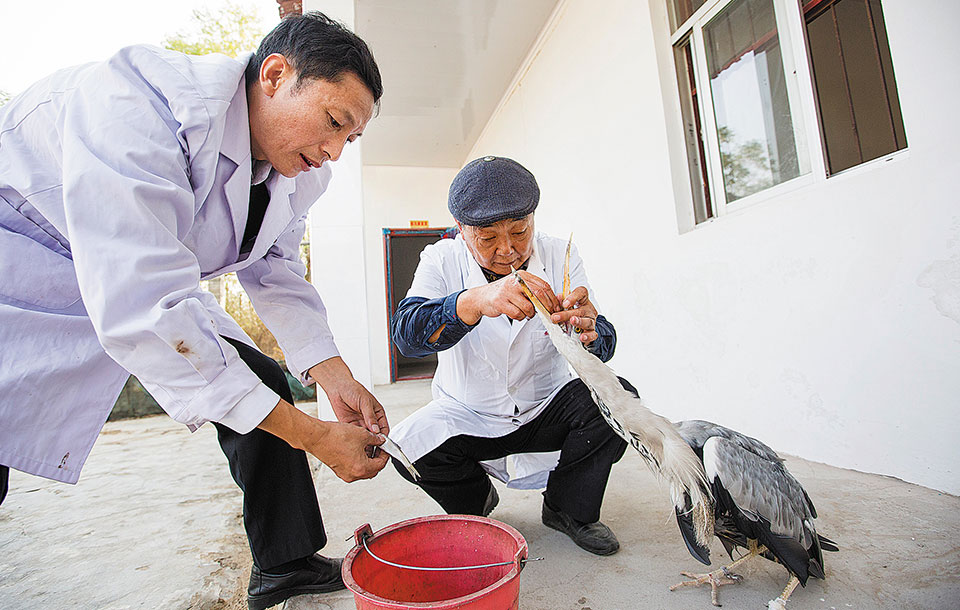 De agricultor a veterinario: 40 años curando pájaros heridos