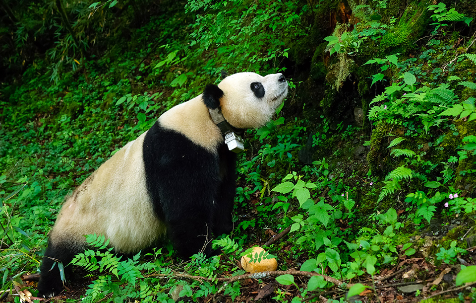 El 70% de los hábitats del panda gigante ya están protegidos