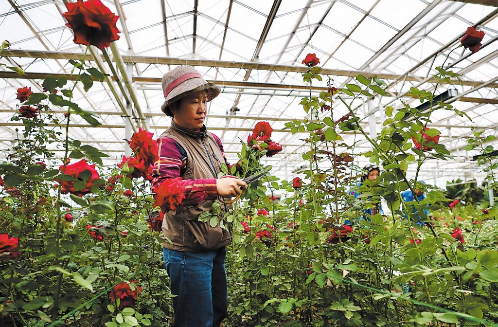 Mujeres en pie de guerra contra la desertificación